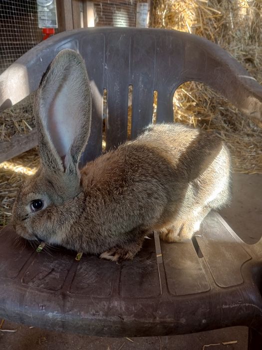 Króliki do dalszego chowu