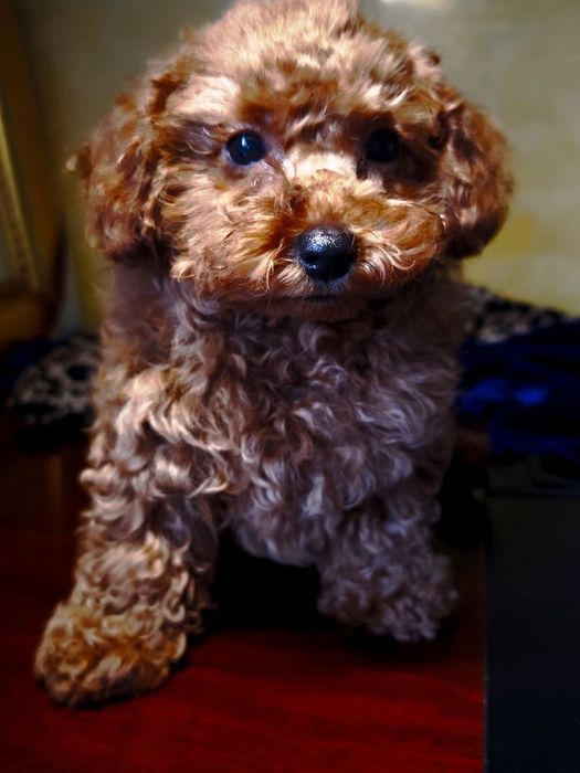 Пудель, Тойпудель