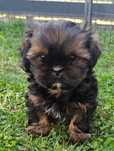 Szczeniaczek Shih Tzu