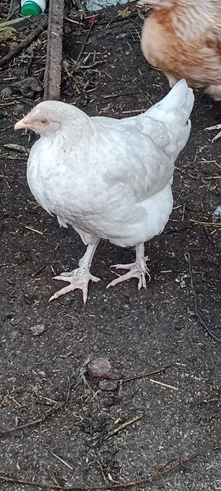 Koguty na chów lub rosół