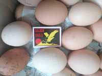 Продам яйця домашні курячі