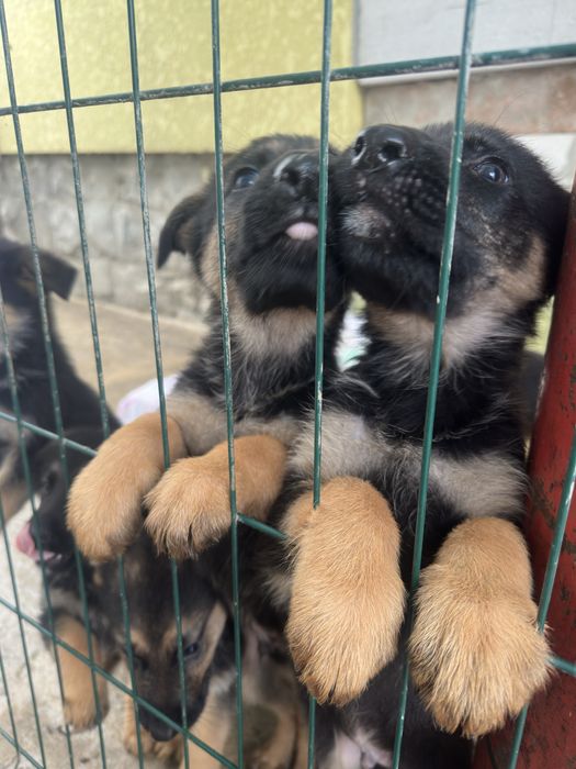 Цуцики породи Німецька Вівчарка