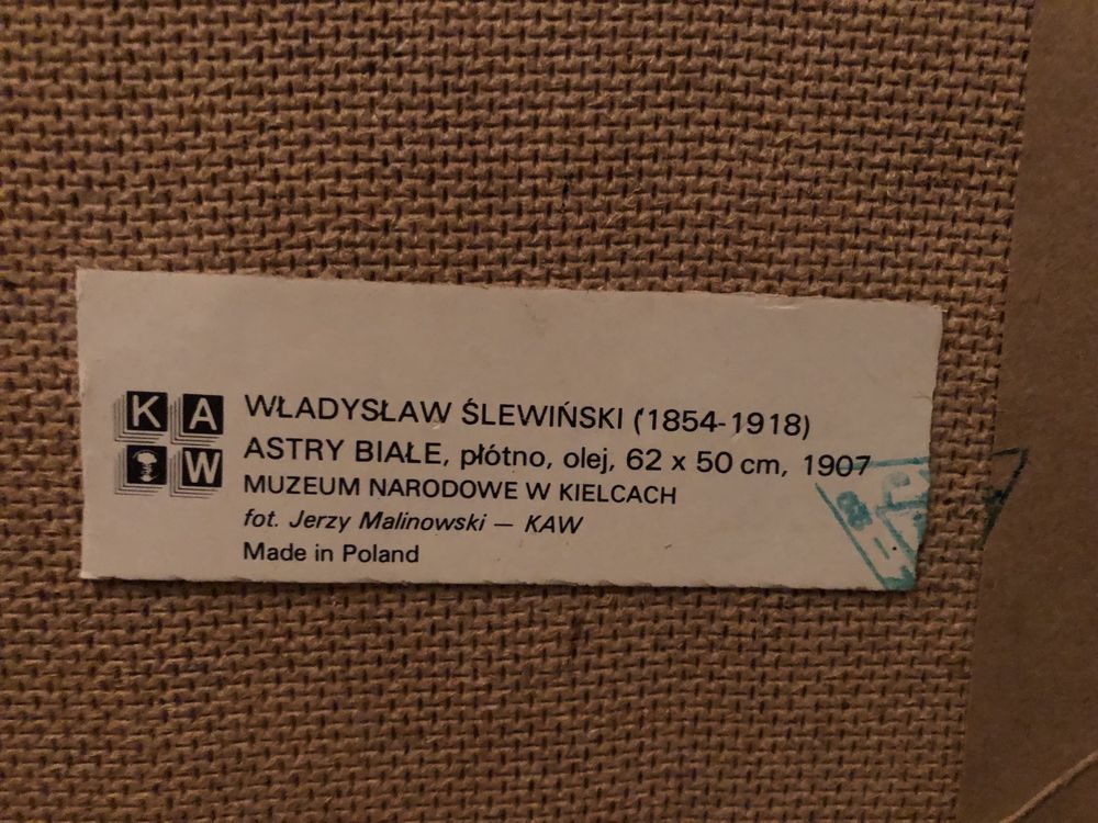 Astry białe reprodukcja obrazu