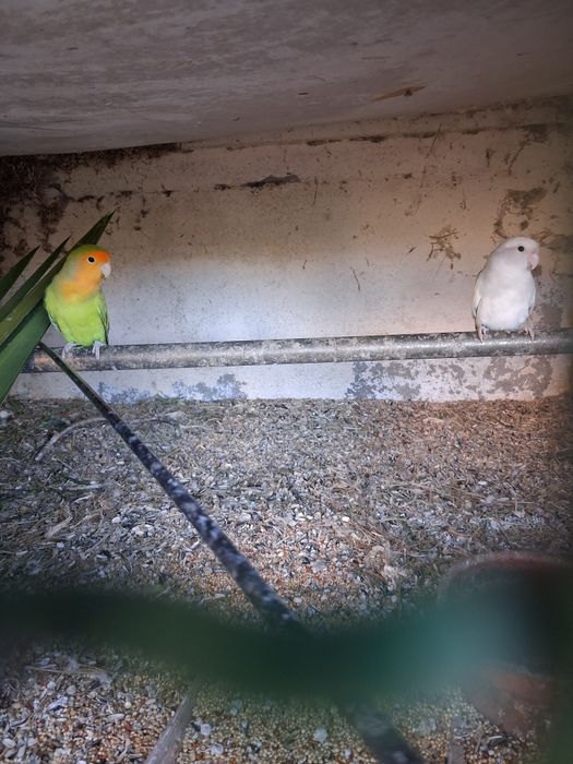 Casal agaponis rosicolli