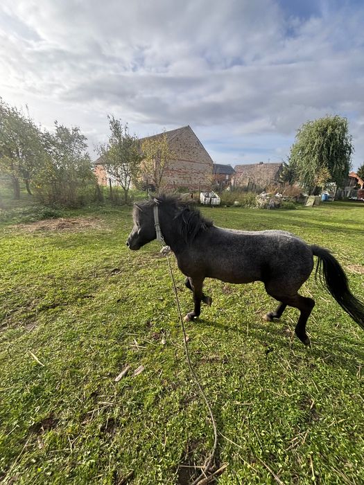 Kucyk ogierek Tarant