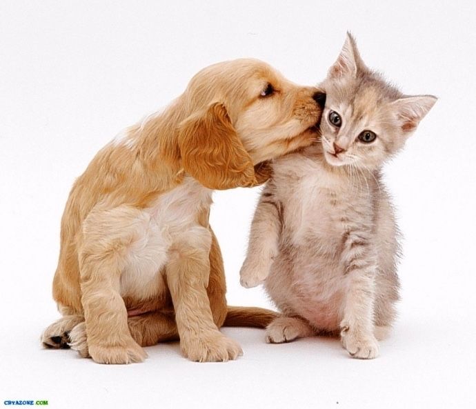 Ветеринарні послуги за доступними цінами.