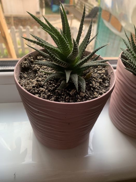 Вазон хавортія полосата