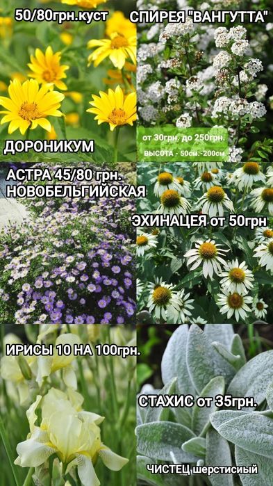 ХРИЗАНТЕМА,Лилия,Ромашка,Эхинацея.Ирис,БИРЮЧИНА,САМШИТ,Спирея