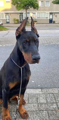 Doberman szczeniak 6 miesięcy