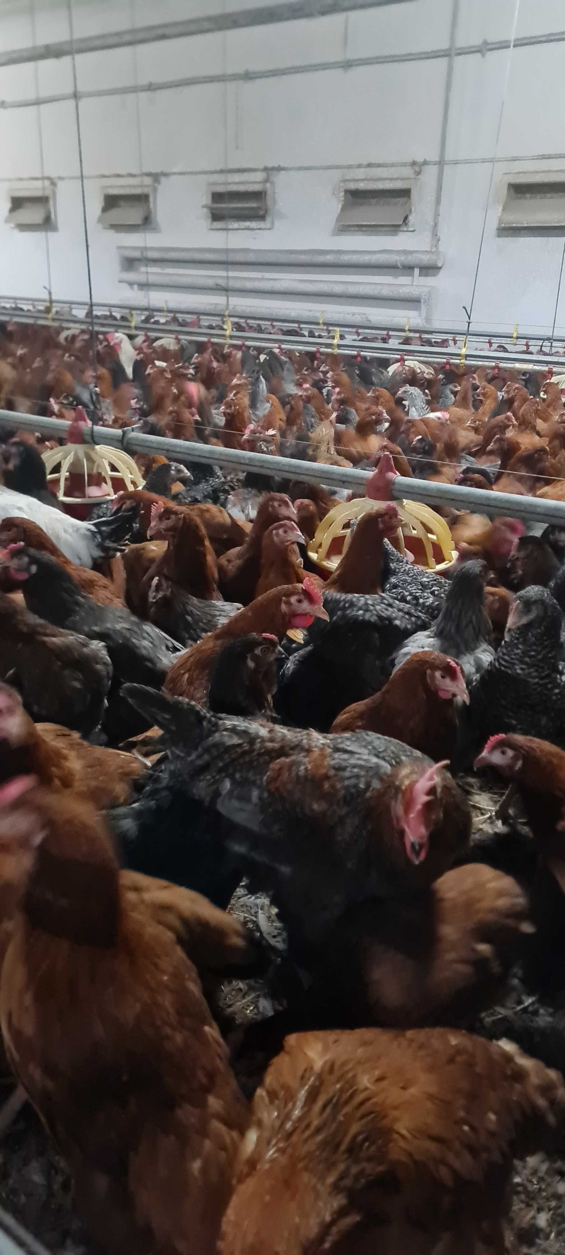 Kury NIOSKI młode z jajkiem z wolnego wybiegu! Wiele RAS ! ZAPRASZAM!