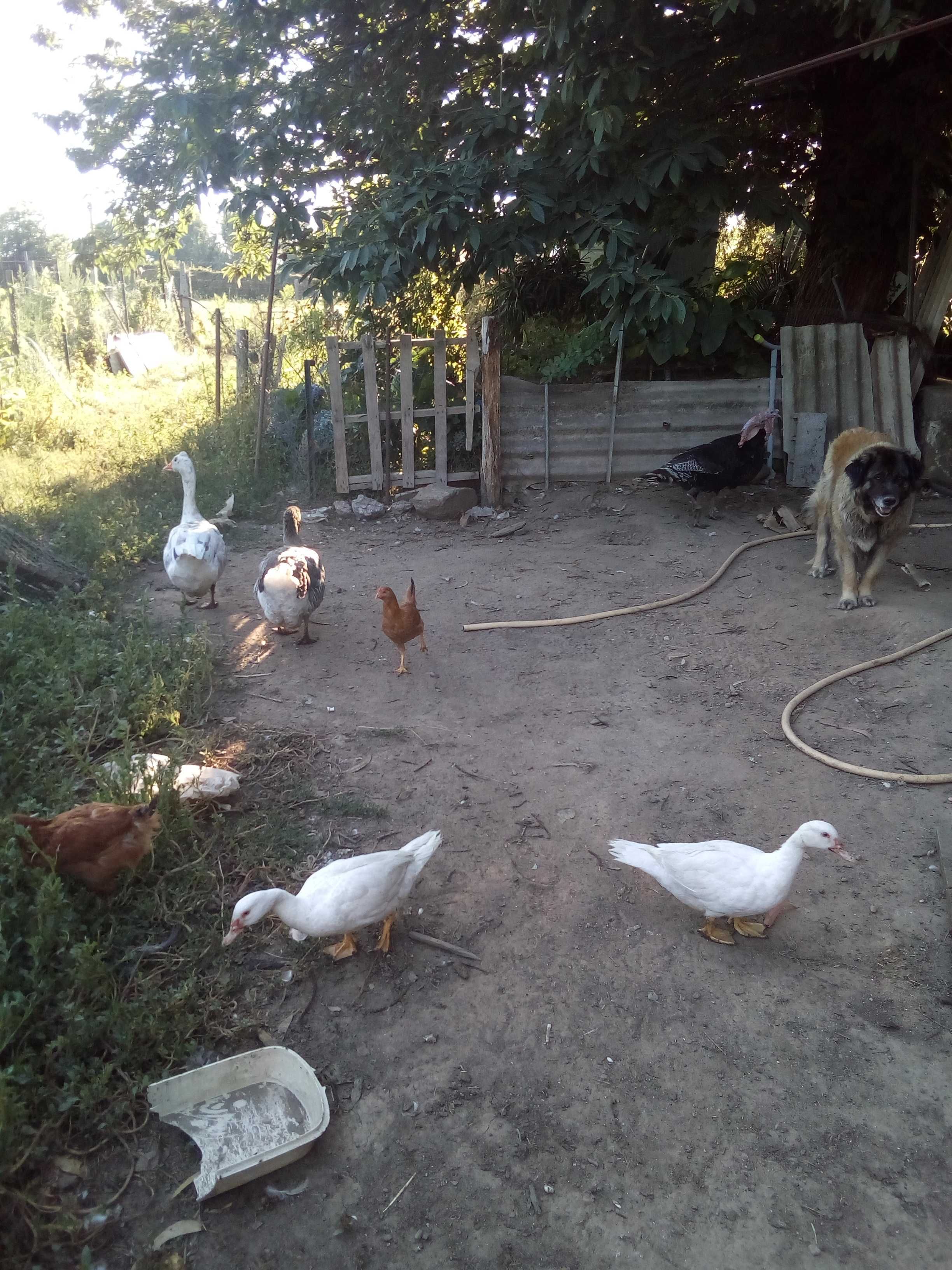 Tenho para dispensar perus, patos, ganços pombos correios caturras e coelhos