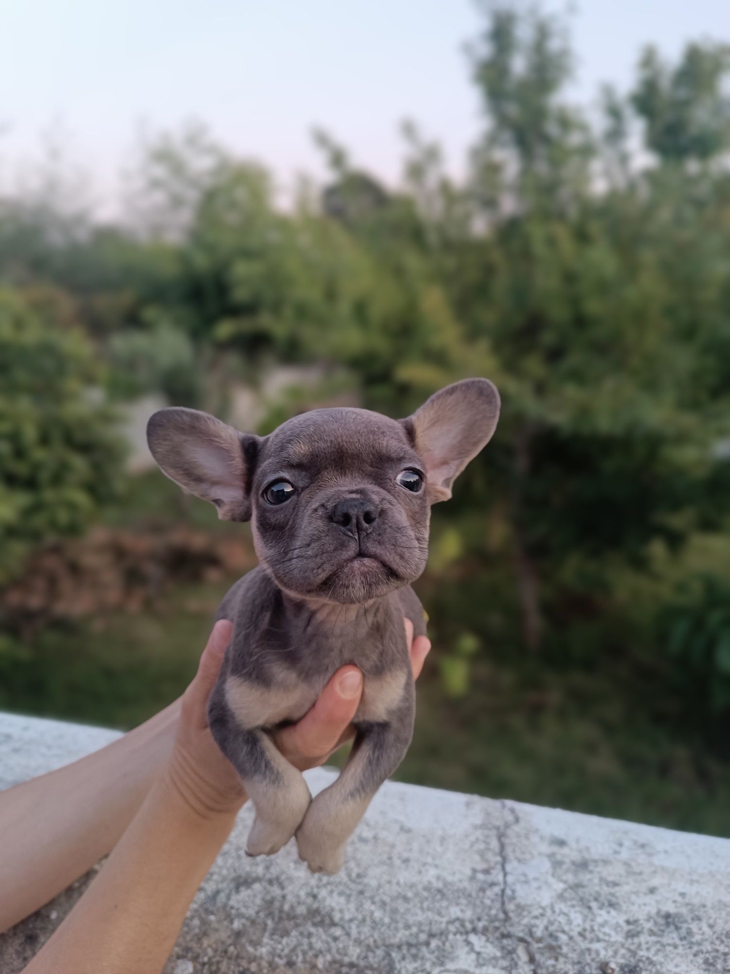 Bulldog francês exóticos