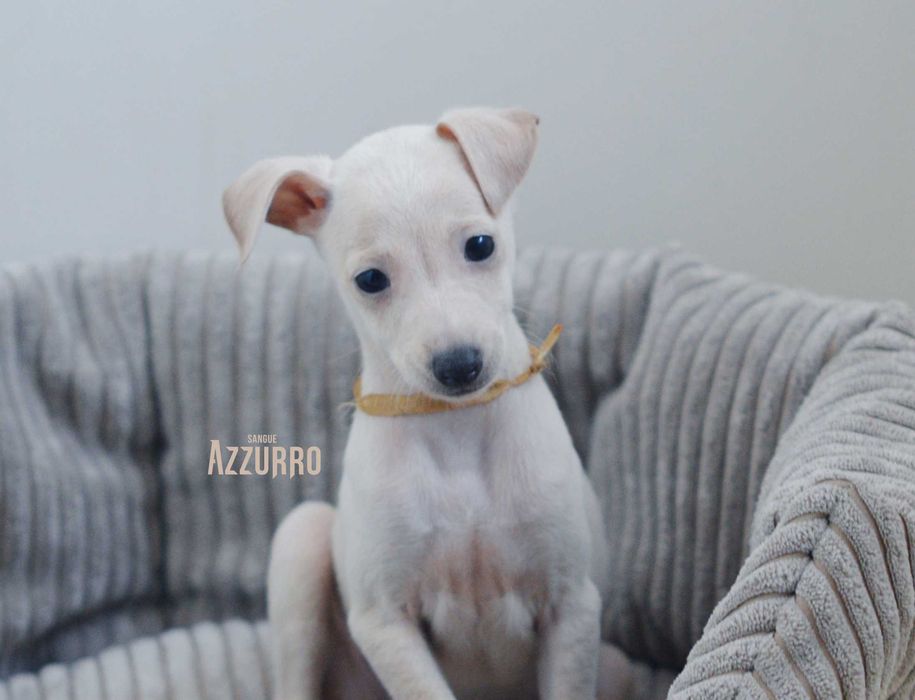 Charcik włoski ZKwP(FCI) Perełka