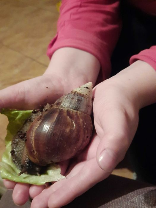 Ślimaki Afrykańskie