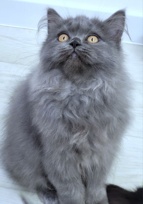 Szkocki kocurek już do odbioru WCF