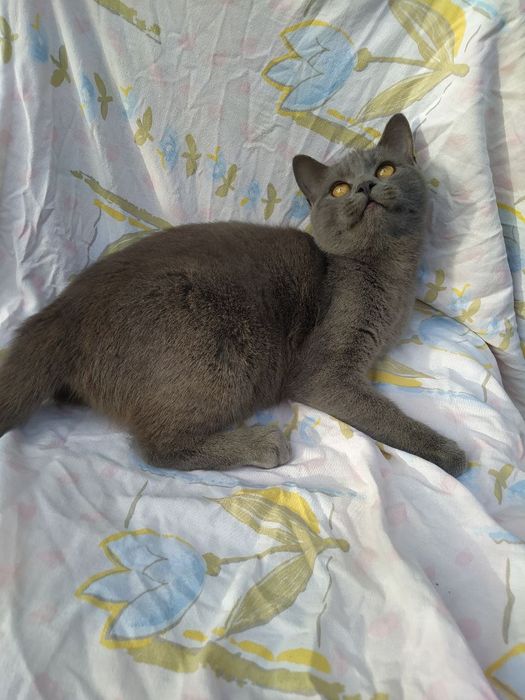 Віддам у добрі руки кошеня