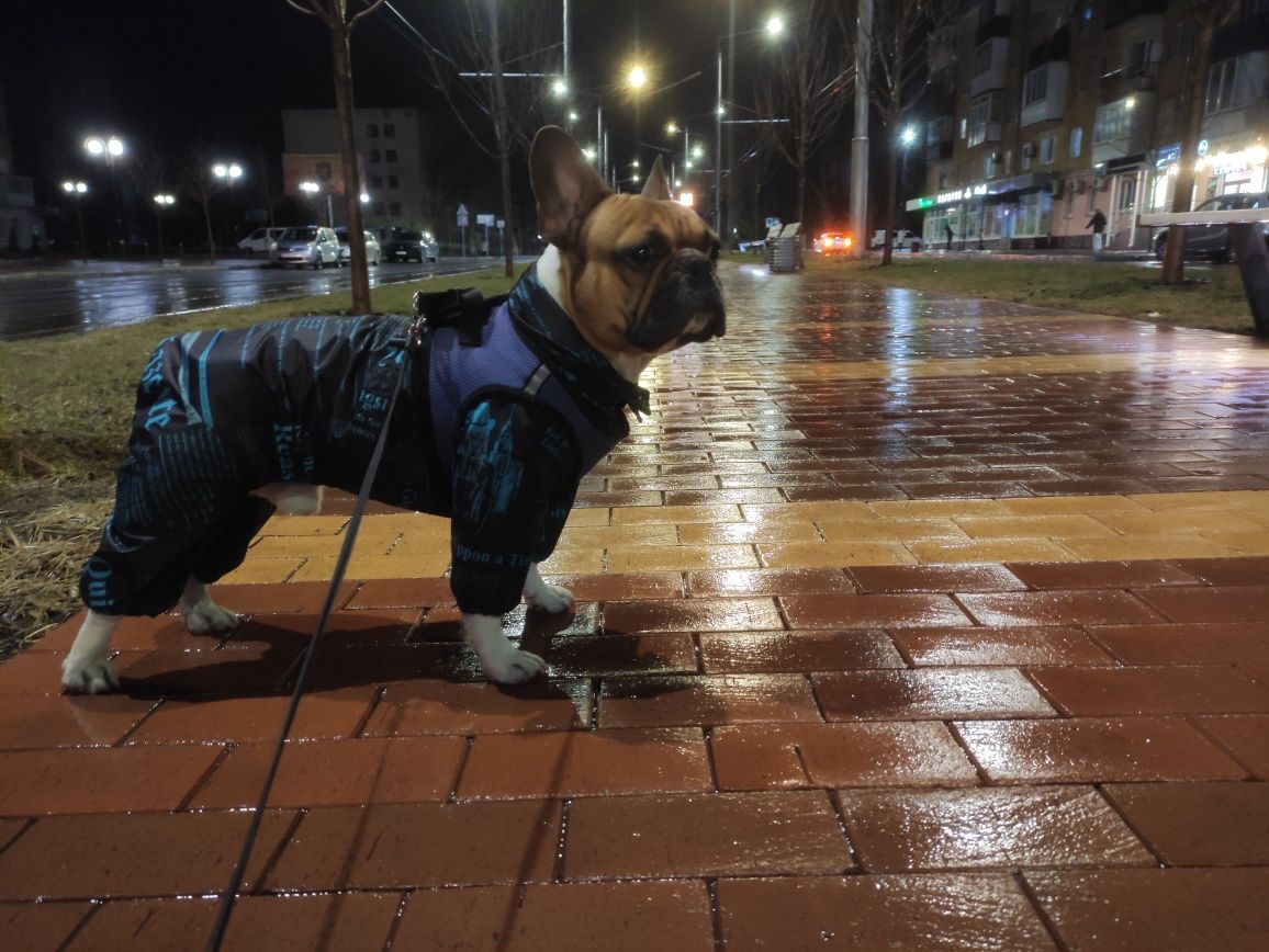 В'язка французький бульдог