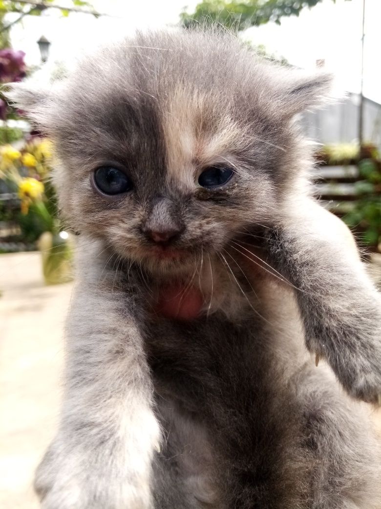 Котенята Безкоштовно