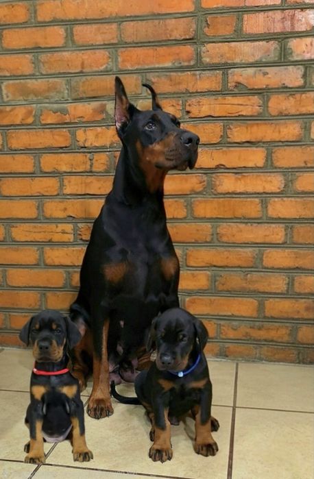 Найкращий малюк породи доберман