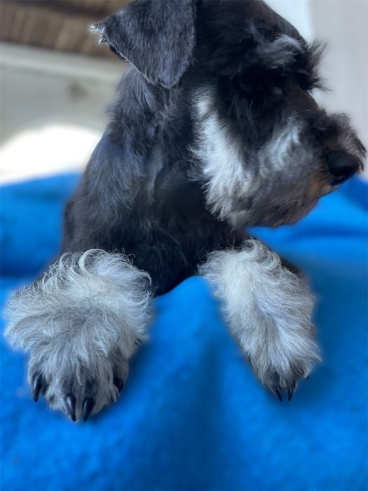 Sznaucer miniaturowy ZKwP  FCI