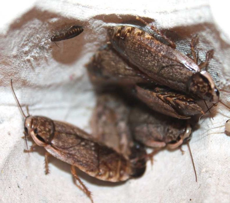 Мармуровий тарган, сірий, земляний.