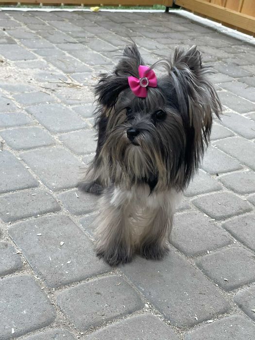 Yorkshire terrier miniaturka 1.60 kg suczka Misia paszport