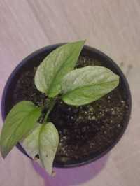 Adansonii variegata