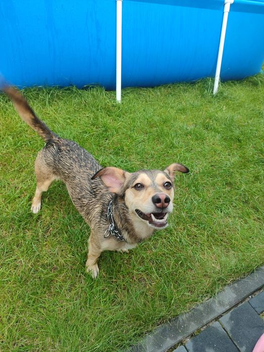 Oddam pieska w dobre ręce