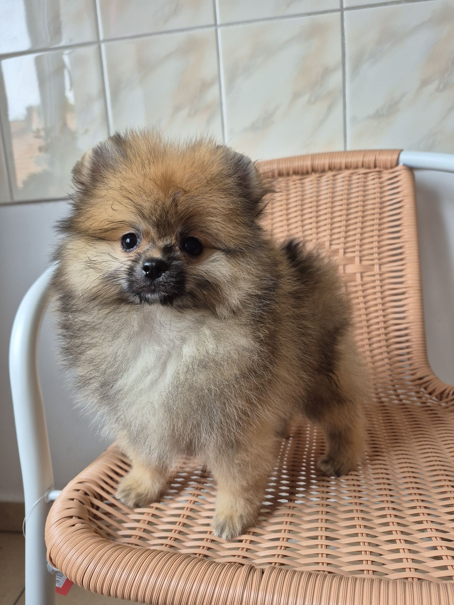 Piesek.Pomeranian orange sable