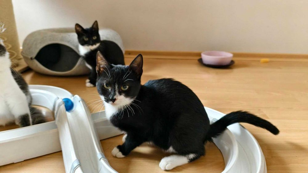 Czarnulka szuka domku