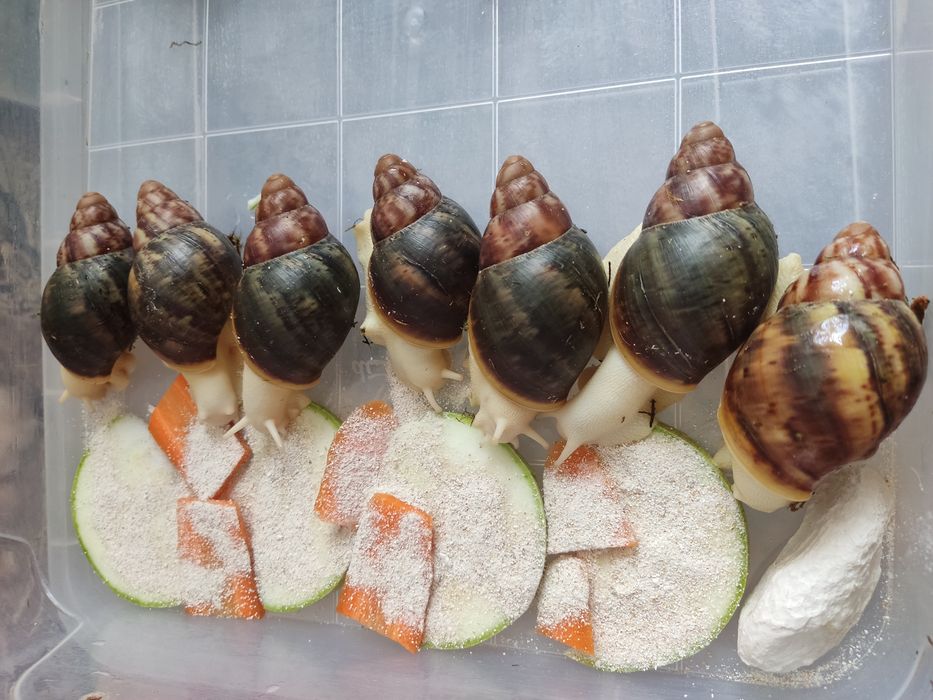 Беніни підлітки,шукають дім.