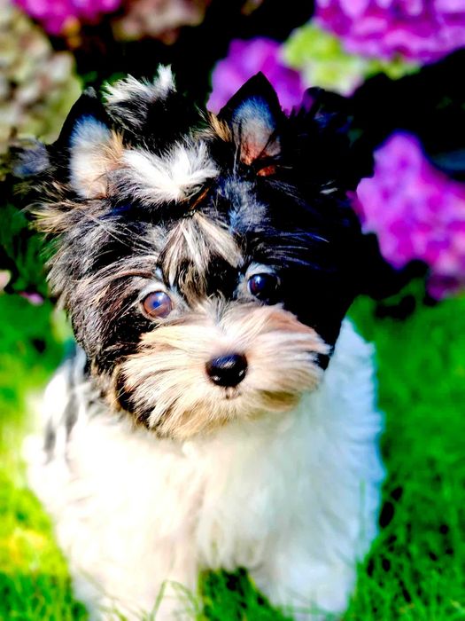 York , Yorki ,Biewery .    Piesek  Biewer  z rodowodem PFK.