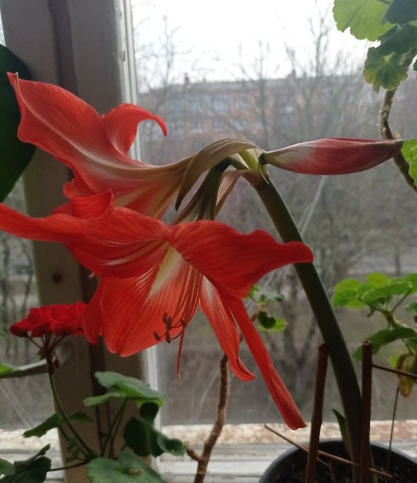 Гиппеаструм комнатная лилия