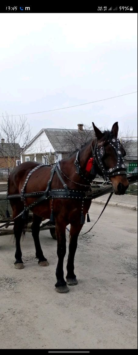 Шлея,наритнік,уздечка на коня кантарка