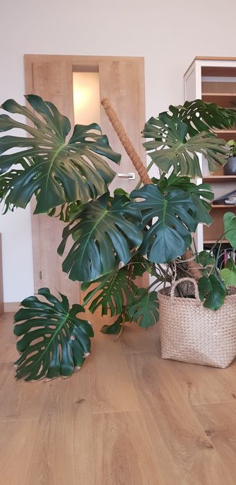 Monstera,  kwiat, XXL