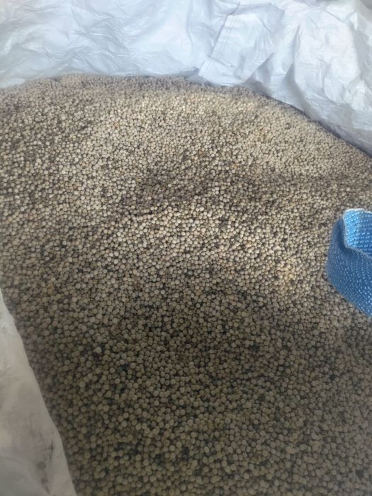 Groch ozimy,  zimujacy