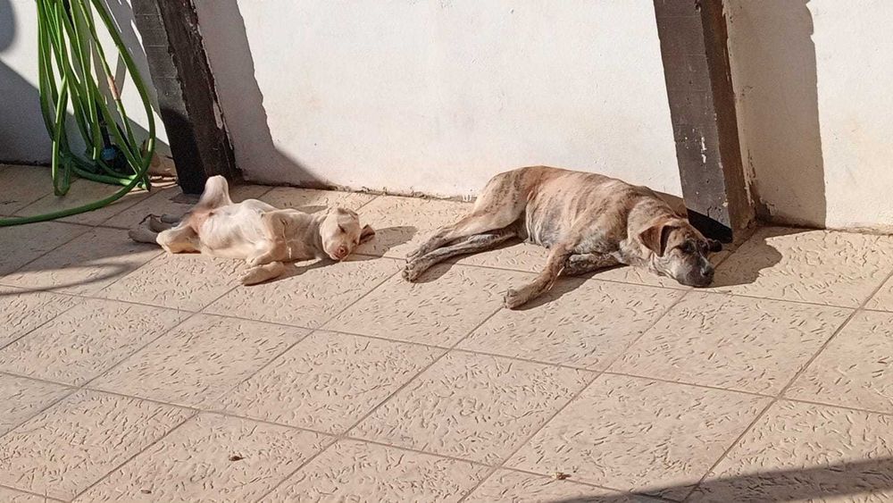 Doação para Adoção