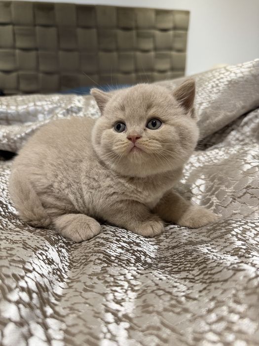 Macho British  Shorthair   com LOP