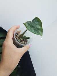 Philodendron sodiroi ukorzeniony