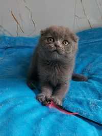 Scottish Fold голубого окрасу