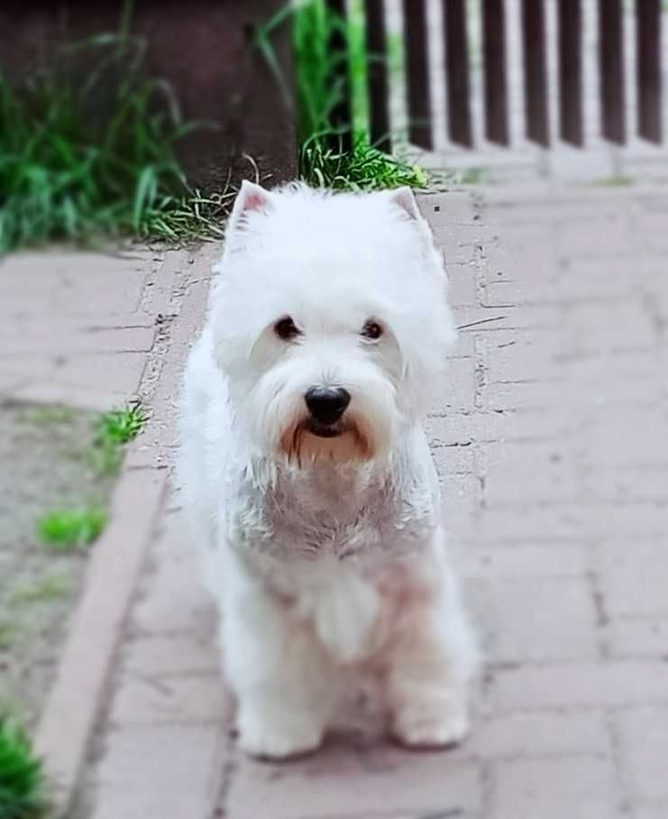 West Highland White Terrier | ZKwP FCI  CMO-0  PIESEK rezerwacje 2024