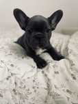 Buldog francuski