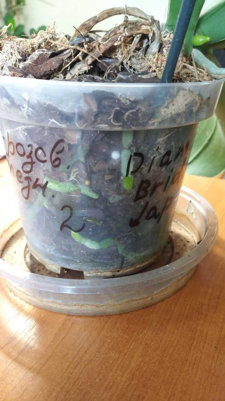 Продам орхидею. 300 грн