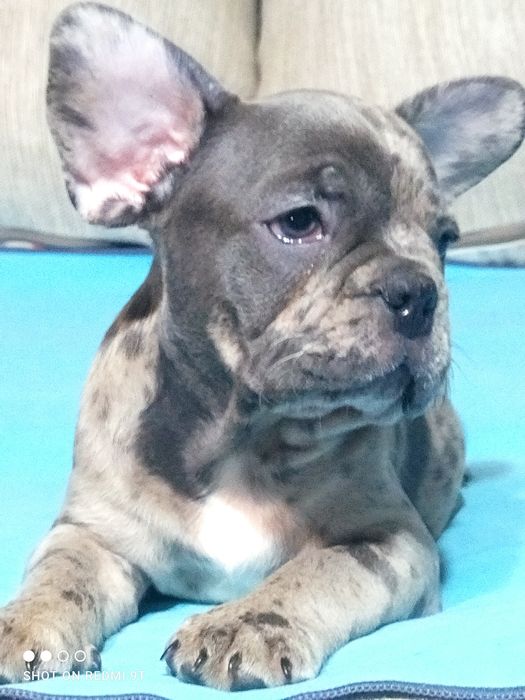 Супер малыши французы.