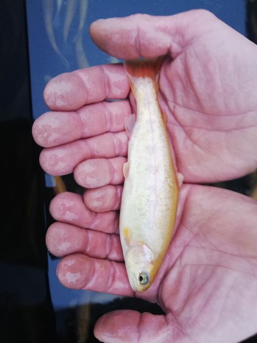 Narybek Pstrąg °Tęczowy °Żółty °Potokowy °Palia Drapieżnik do Stawów