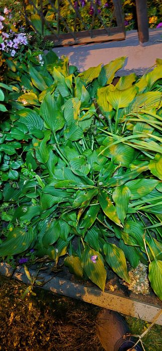 Funkia Hostia karpy kopane z ogródka