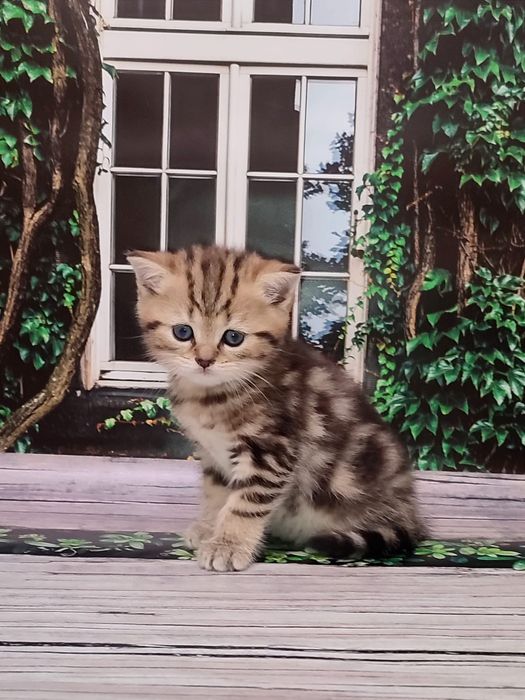 Мармуровий котик. Шотландський кіт