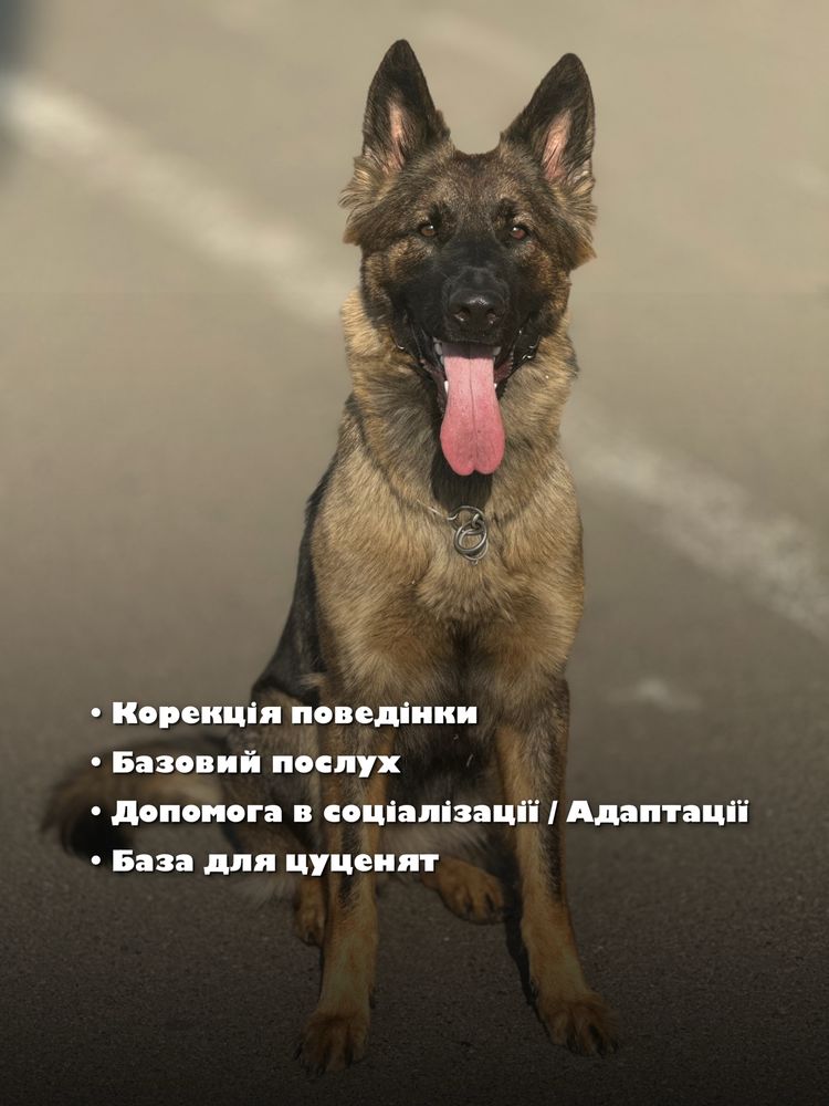 Кінолог Київ, Кинолог. Індивідуальні заняття Васильків Ірпінь Буча