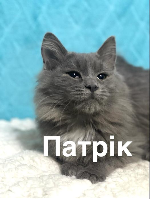 Кошеня шукає родину