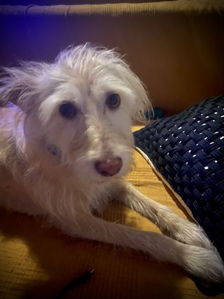 Pet Sitting e Dog Walking